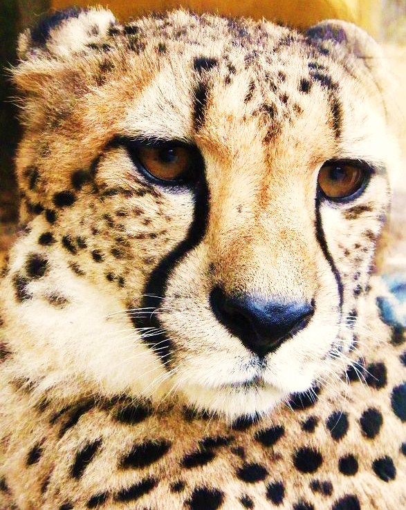 gepard3.jpg