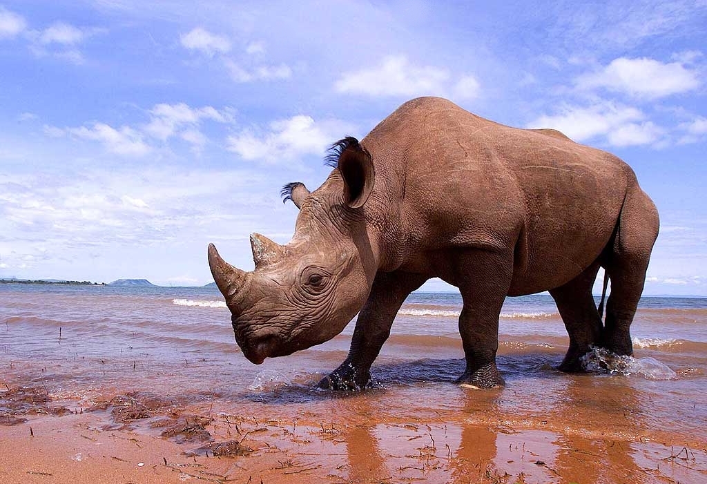 457_nosorozec-dvourohy-1blackrhino.jpg