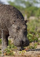 698_hroch-obojzivelny-hippo-hippopotamus-amphibius-3.jpg