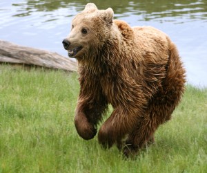 Brown_bear_(Ursus_arctos_arctos)_running.jpg