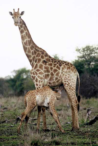 giraffe_knp-pw058m.jpg