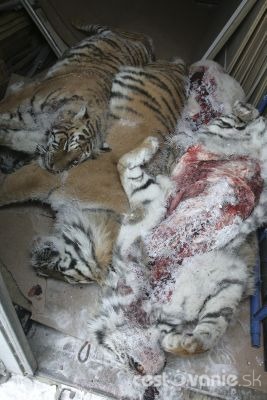 20091222_151852_aptopix_russia_dead_tigers_mosb1220069070.jpg