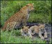 baby-leopard-pictures.jpg