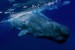 sperm-whale-in-the-azores-isl.jpg
