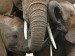 slony-clanok.jpg